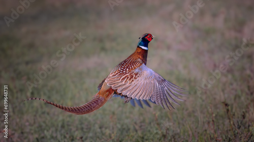 Male ring-necked pheasant (Phasianus colchicus) in flight over a field in spring
