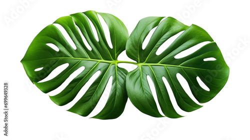 Top-down view. Real monstera leaves isolated on transparent background,PNG image
