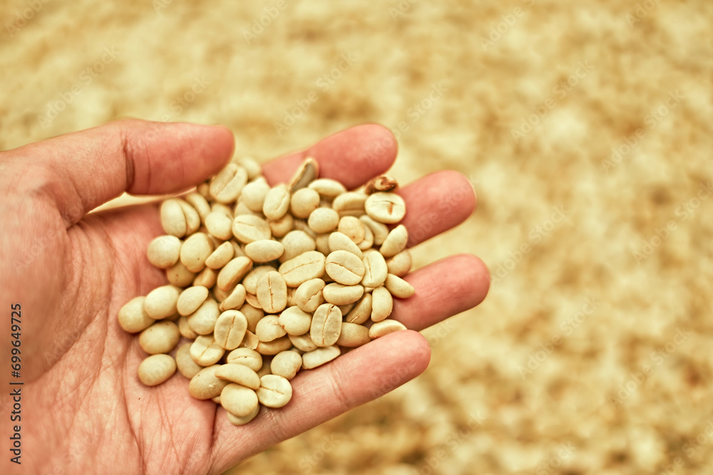 Farmer showing picked coffee beans in his hands Farmer showing picked coffee beans in his hands