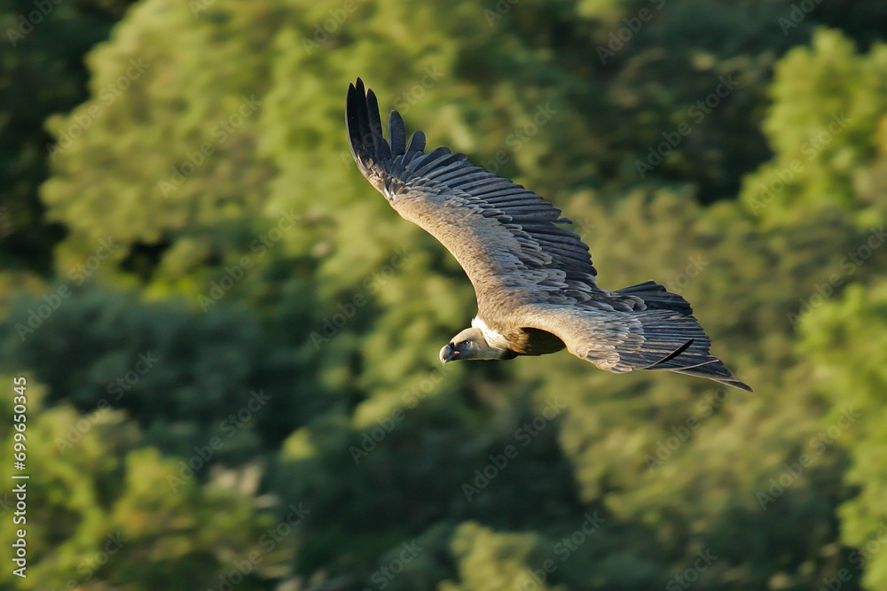 Fototapeta premium Griffon Vulture (Gyps fulvus) adult flying, Extremadura; Spain