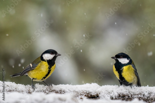 Great tit on the snow
