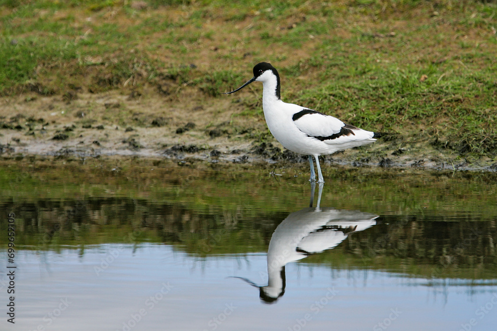 Pied Avocet (Recurvirostra avosetta), foraging, Schleswig-Holstein, Germany Pied Avocet (Recurvirostra avosetta), foraging, Schleswig-Holstein, Germany