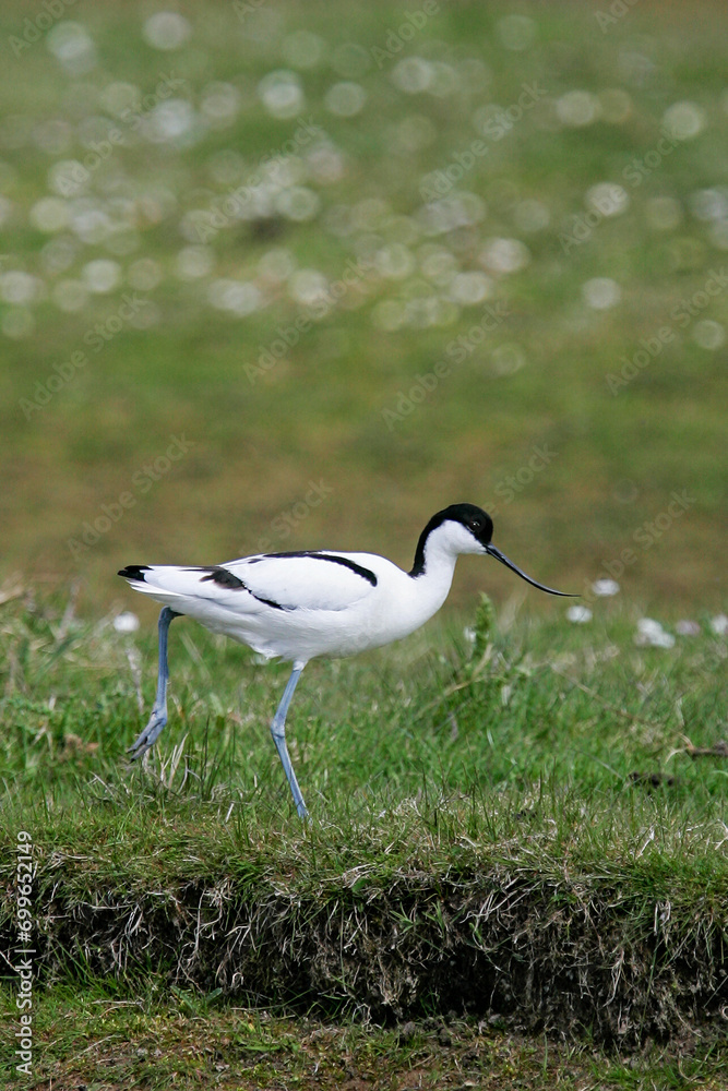 Obraz premium Pied Avocet (Recurvirostra avosetta), foraging, Schleswig-Holstein, Germany