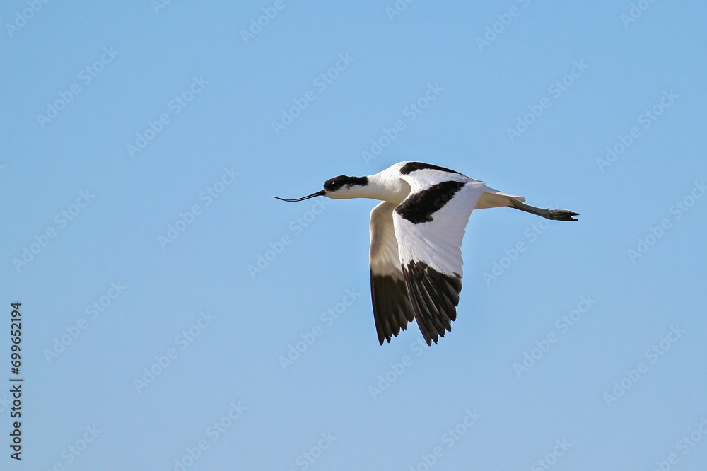 Pied Avocet (Recurvirostra avosetta), flying, Schleswig-Holstein, Germany Pied Avocet (Recurvirostra avosetta), flying, Schleswig-Holstein, Germany