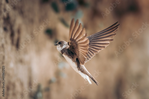Beautiful swallow Sand Martin, Riparia riparia © Vlasto Opatovsky