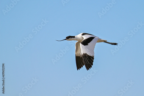 Pied Avocet (Recurvirostra avosetta), flying, Schleswig-Holstein, Germany © Martin Grimm