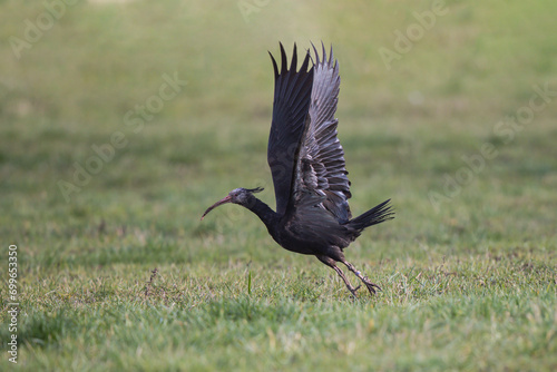 Northern bald ibis (Geronticus eremita) adult foraging, Hesse, Germany photo