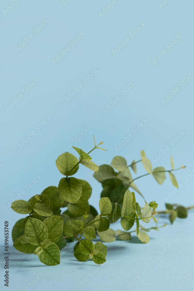 Fototapeta premium Fresh green leaves on a blue background