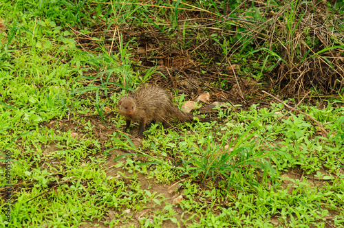 Common Dwarf Mongoose foraging for food on the forest floor