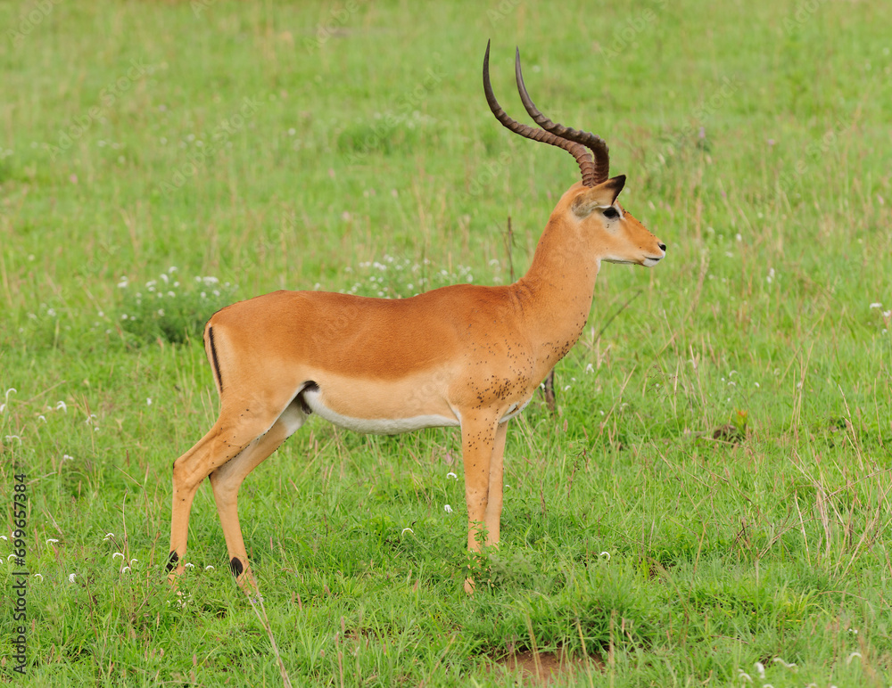 Closeup of male Impala (scientific name: Aepyceros melampus, or Closeup of male Impala (scientific name: Aepyceros melampus, or