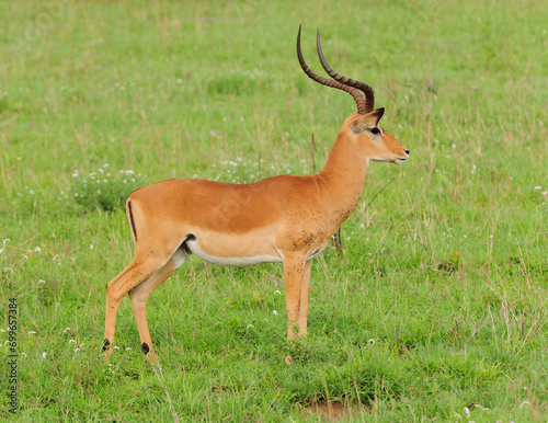 Closeup of male Impala (scientific name: Aepyceros melampus, or "Swala pala" in Swaheli) in the Serengeti National park, Tanzania