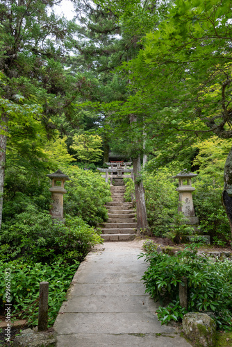 Forest at the Mount Misen