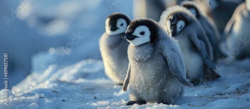 Penguin babies of royalty photo