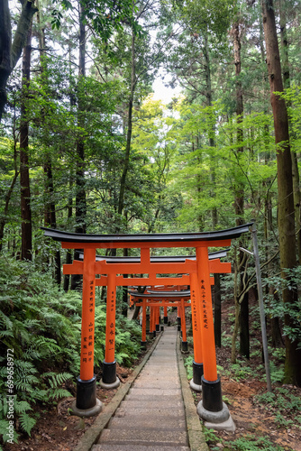 Torii gates in Fushimi Inari Shrine