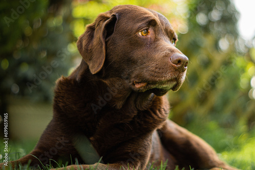 Portrait of a brown Labrador outside in the garden