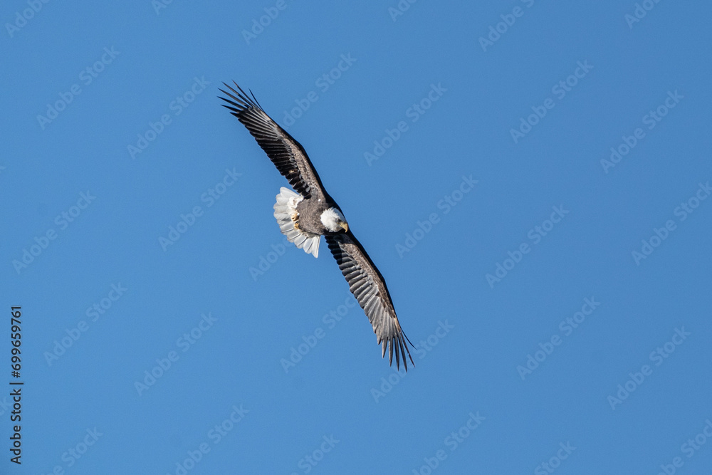 Beautiful Bald Eagle Flying Against a Blue Sky Background looks for dinner. Beautiful Bald Eagle Flying Against a Blue Sky Background looks for dinner.
