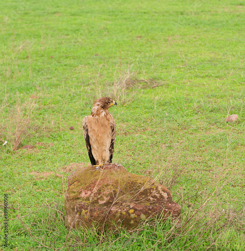 Tawny Eagle (Aquila rapax) resting on a rock in the Ngorongoro crater National Park; Tanzania