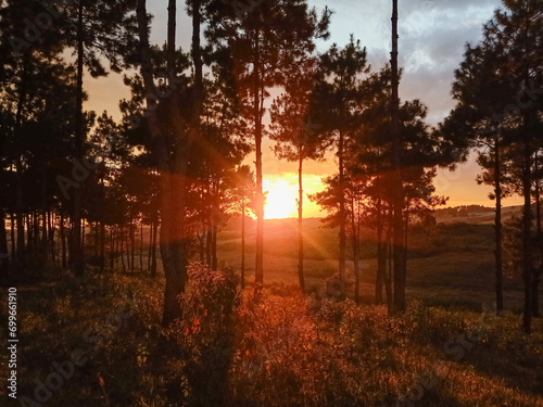 sunset in the forest
