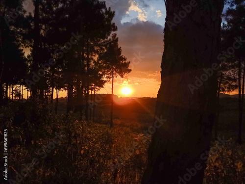 sunset in the forest