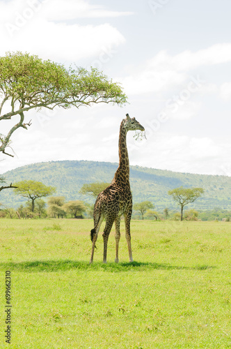 Masai Giraffe (Giraffa camelopardalis tippelskirchi or "Twiga" in Swaheli) image taken on Safari located in the Serengeti National park,Tanzania