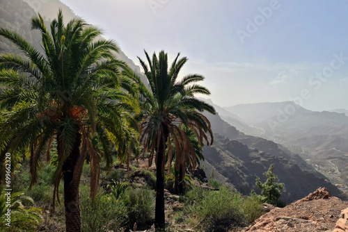 Beautiful landscape with palms, valley and mountain on Gran Canaria, Canary Islands, Spain.