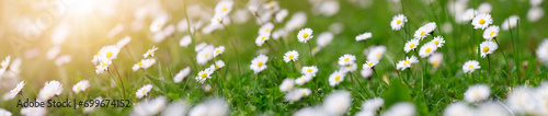 Macro photography of the flowering field of daisies in spring.