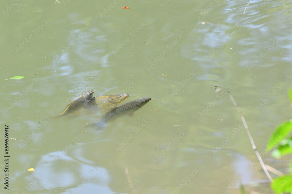 River carp hunt for food above the surface of the pond