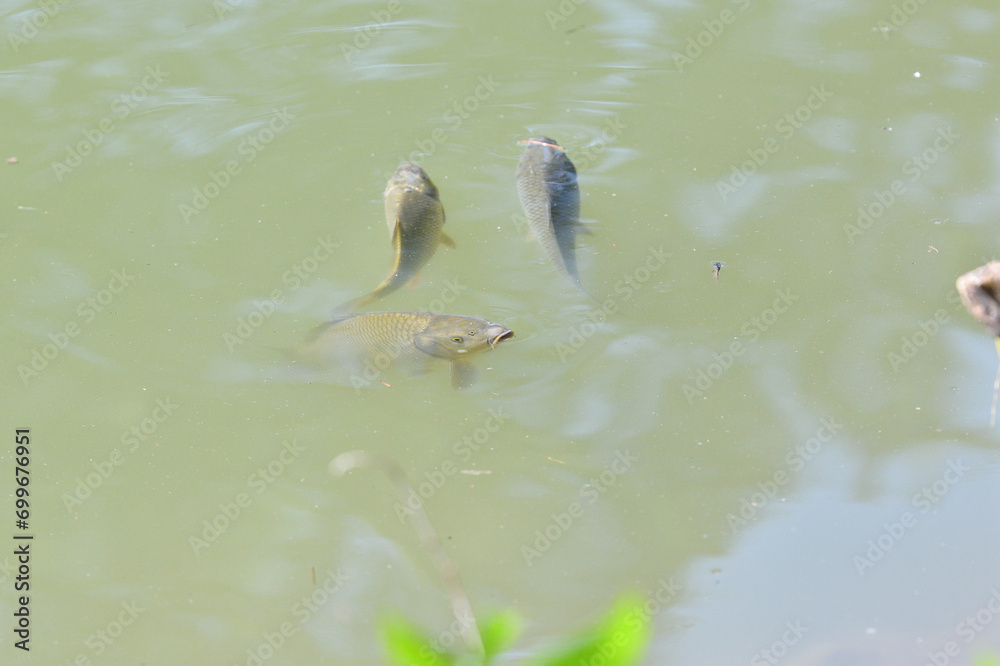 River carp opens its mouth above the surface to catch food
