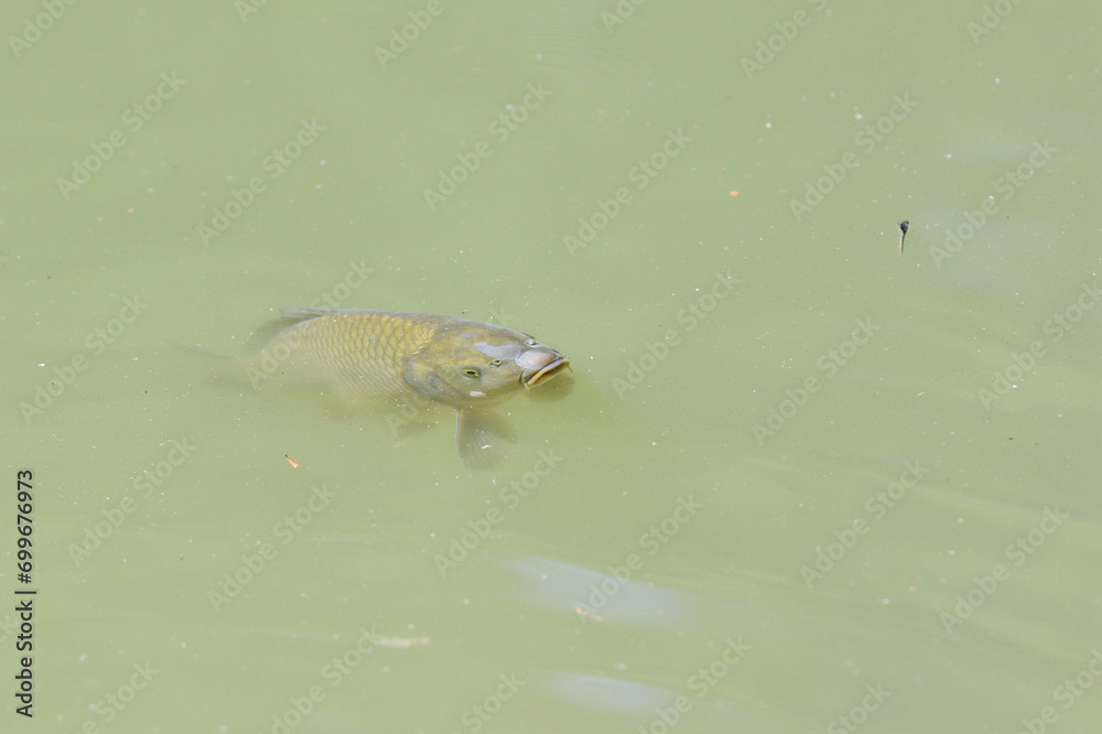 River carp swims on the surface of the pond and catches oxygen