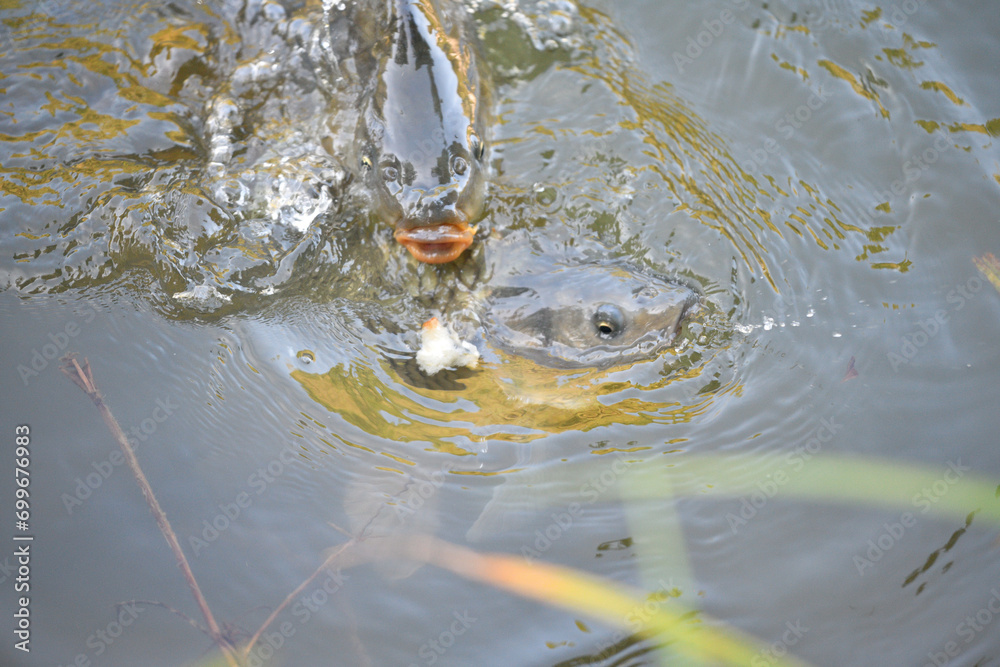 River carp opens its mouth above the surface to catch food