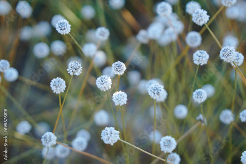 Closeup white flower field in Phu Kradueng National Park Loei Thailand - Green White Nature Flower 