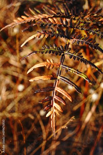 Closeup Single Brown Dry Fern in winter  season at Phu Kradueng National Park Loei Thailand - Brown Nature abstract