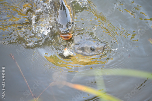 River carp opens its mouth above the surface to catch food