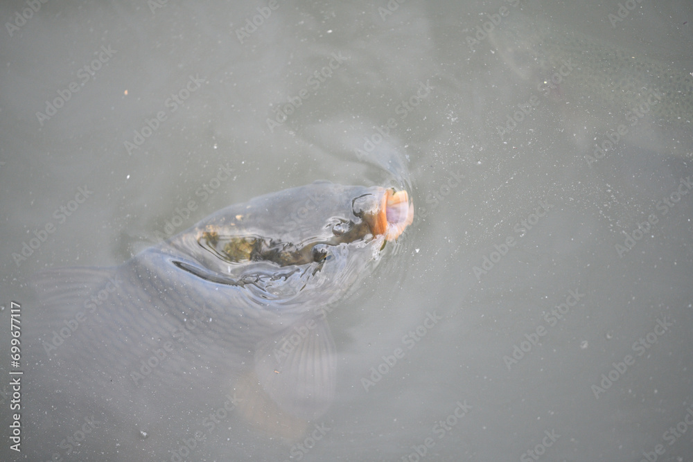 River carp swims on the surface of the pond and catches oxygen