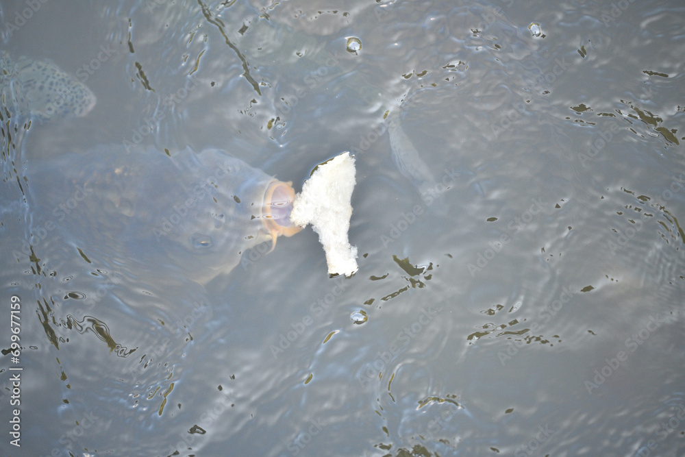 River carp hunt for food above the surface of the pond