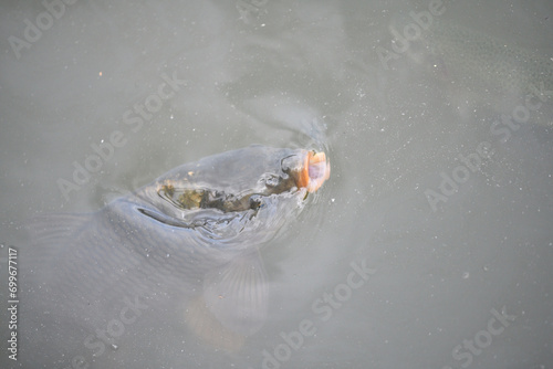 River carp swims on the surface of the pond and catches oxygen