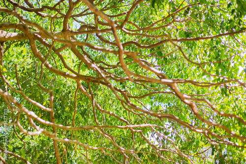 green leaves in the forest structure