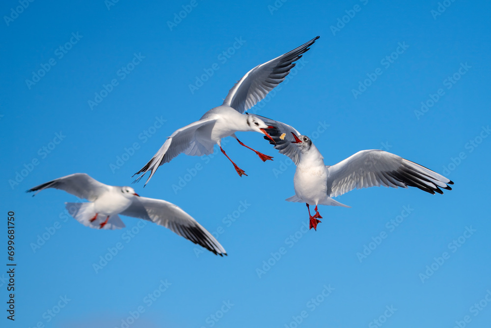 Möwen in der fliegen vor blauem Himmel