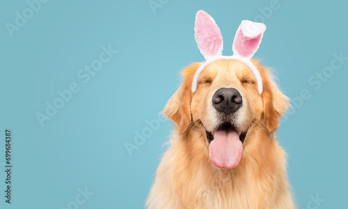 Golden Retriever happy smiling with closed eyes blue background  bunny dressed ears rabbit easter holiday photo