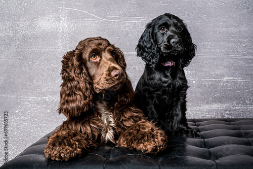 Fototapeta cocker spaniel puppies