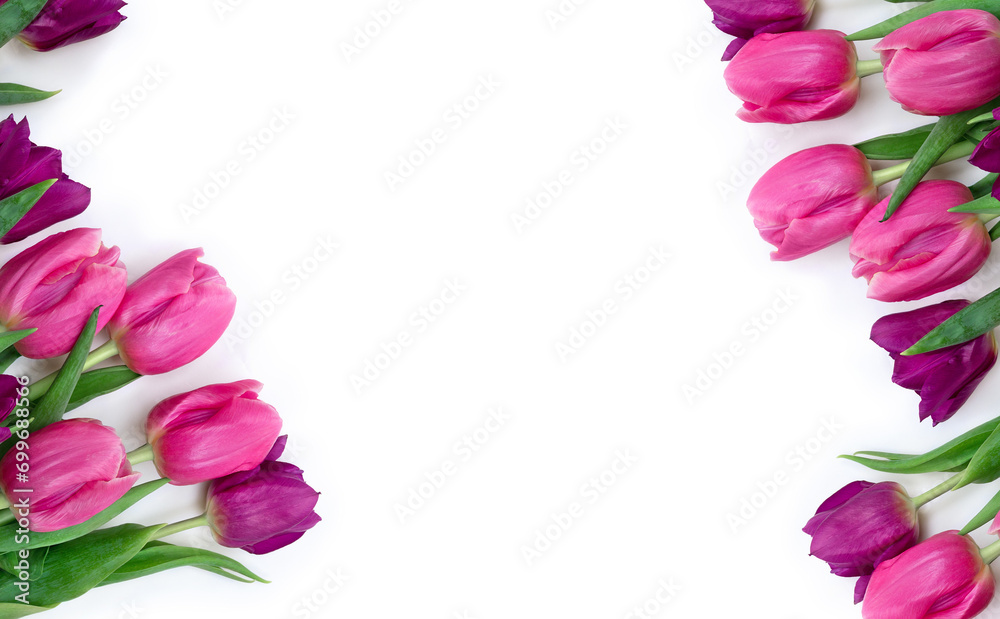 Pink, purple, violet flowers tulips on a white background with space for text. Top view, flat lay