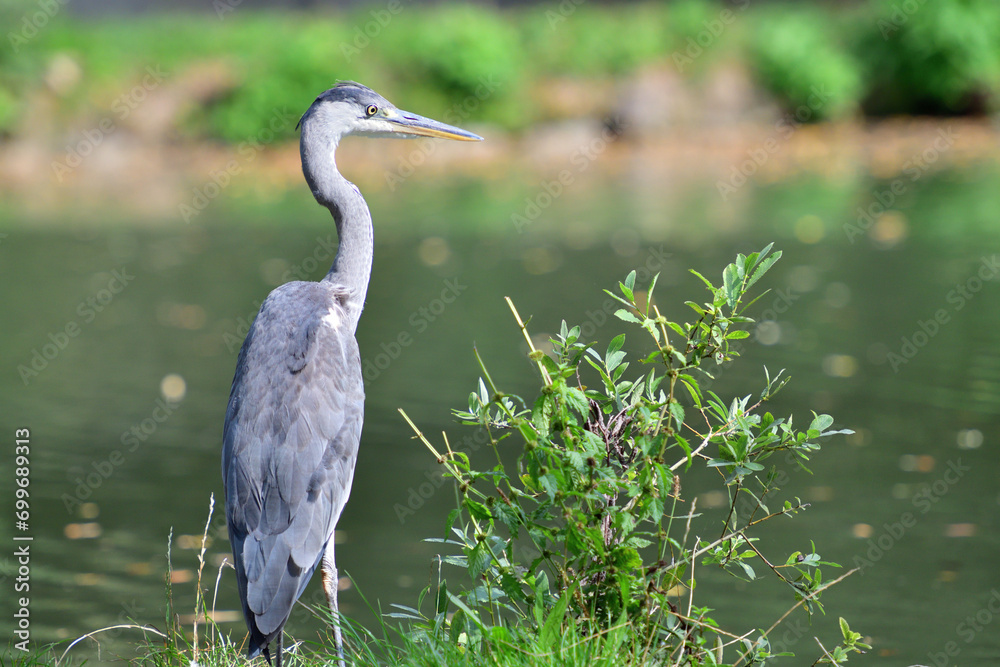 A gray heron sits high on a tree branch above a pond
