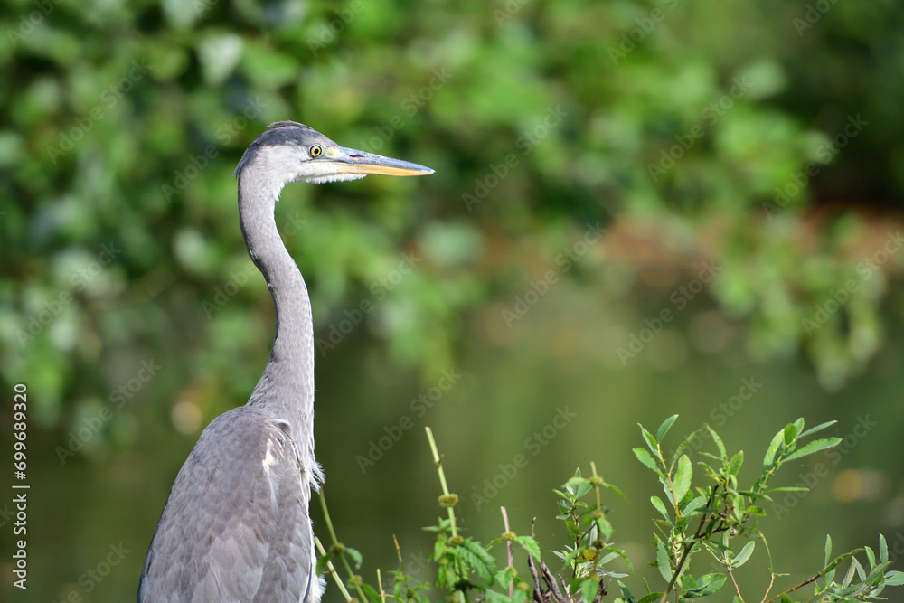 Head portrait of a gray heron sitting near a pond for food