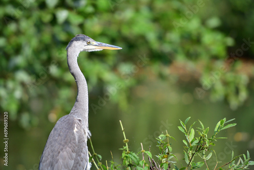 Obraz na płótnie Head portrait of a gray heron sitting near a pond for food w salonie