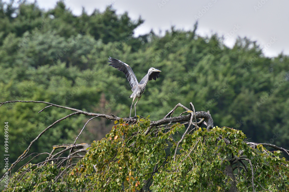 A gray heron flies over a pond in the park