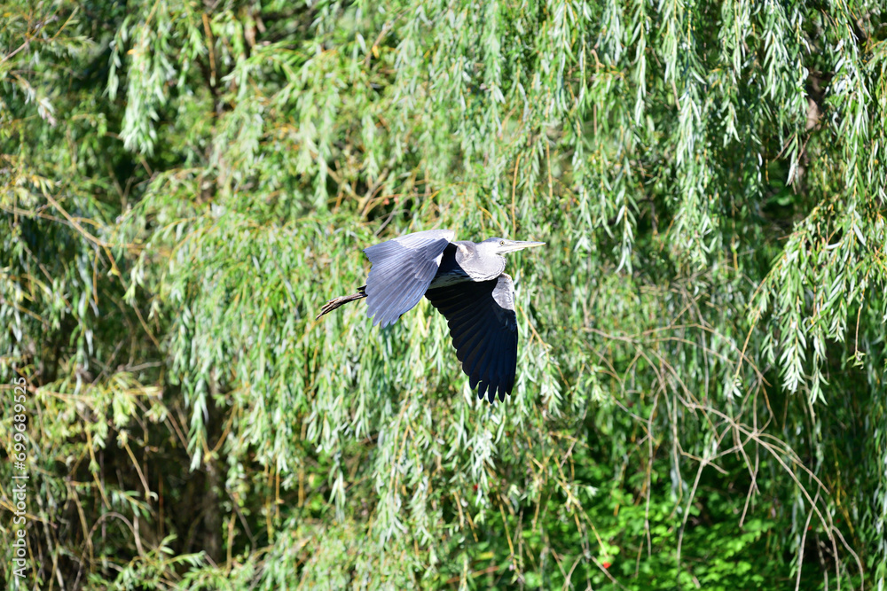 A gray heron flies over a pond in the park