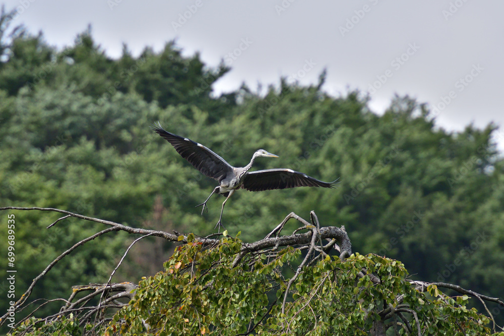 A gray heron flies over a pond in the park