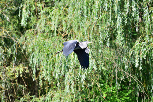 A gray heron flies over a pond in the park