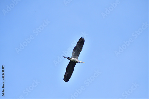Obraz na płótnie A gray heron flies over a pond in the park w salonie