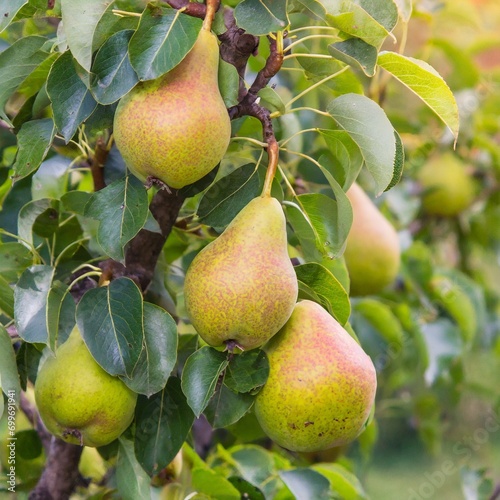 Pears on a tree in the garden close-up.